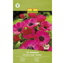 Verpackung mit 15 Anemonen Blumenzwiebeln der Sorte Coronaria single ''Sylphide''