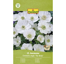 FloraSelf Anemone Coronaria The Bride, Packung mit 15 Stück