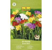 FloraSelf freesias à fleurs doubles, 25 pièces, mélange double