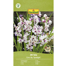 Verpackung mit 30 Ixia ''Spotlight'' Blumenzwiebeln
