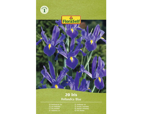 Blumenzwiebel Zwiebeliris FloraSelf 'Hollandica blau' 20 Stück