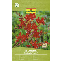 FloraSelf Montbretia Lucifer, 12 pièces, fleurs de jardin