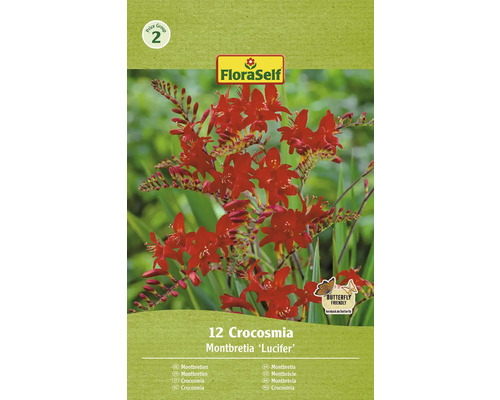 Blumenzwiebel Montbretie, Crocosmia FloraSelf 'Lucifer rot' 12 Stück