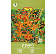 20er Packung Crocosmia Montbretie Orange