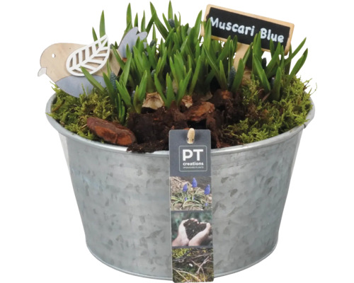 Arrangement Viola printemps et Pâques FloraSelf en pot en zinc Ø 22 cm avec Muscari Arrangement Viola printemps et Pâques FloraSelf en pot en zinc Ø 22 cm avec Muscari