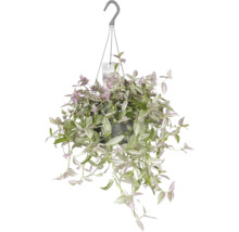 Plante suspendue avec des feuilles vertes et violettes dans un pot avec un crochet