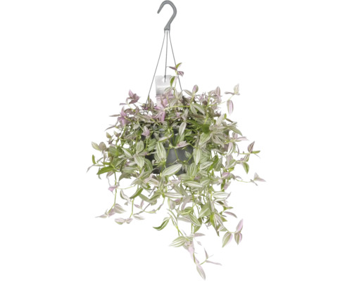 Dreimasterblume Ampel FloraSelf Tradescantia Pink Hill Ø 17 Ampeltopf