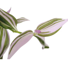 Plante d''intérieur Tradescantia avec des feuilles rayées.