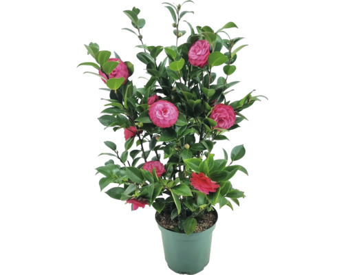 Japanische Kamelie FloraSelf Camelia japonica Busch H 80-90 cm Ø 24 cm Topf