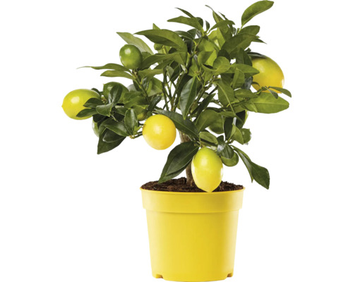 Limequat, Mini Zitrus Stamm FloraSelf Citrus limonella H ca. 20 cm Ø 12 cm Topf Zitronenbaum im gelben Topf mit Blättern und Früchten