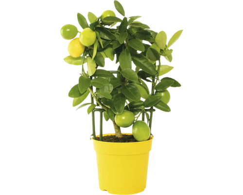 Limequat, Mini Zitrus Spalier FloraSelf Citrus limonella H ca. 22 cm Ø 12 cm Topf Zitronenbaum im Topf mit Rankhilfe