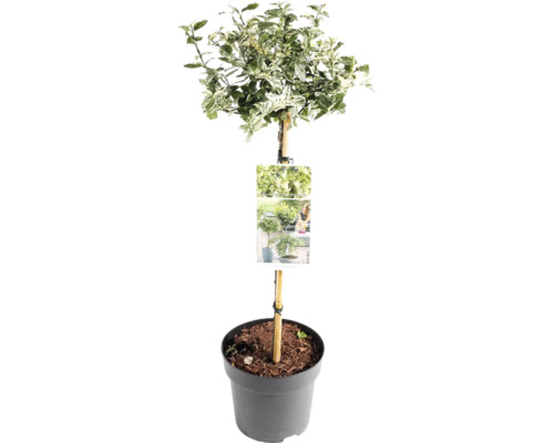 Fusain rampant en tant que tige dans un pot