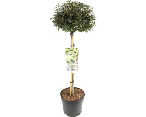 Troène vert en forme de boule en pot