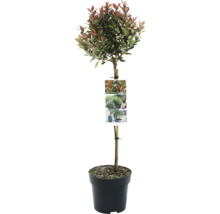 Photinia fraseri Chico im Topf