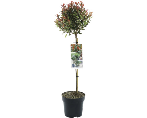 Photinia fraseri Chico en pot
