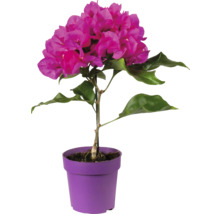 Bougainvillier en pot