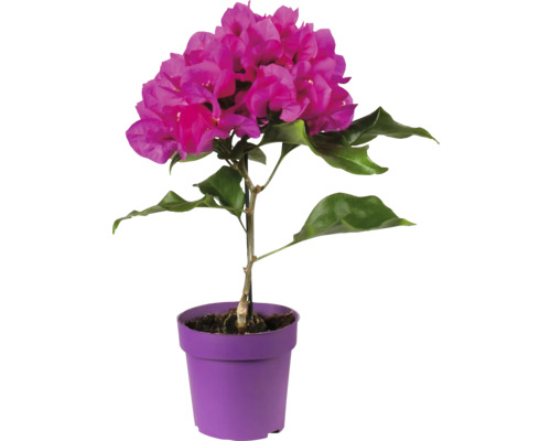 Bougainvillier en pot