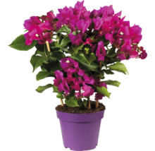 Bougainvillier en pot