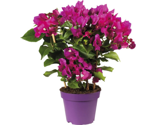 Bougainvillier en pot