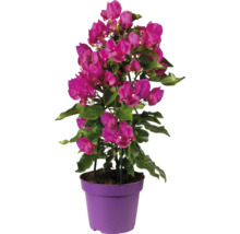 Bougainvillier en pot