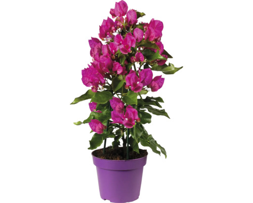Bougainvillier en pot