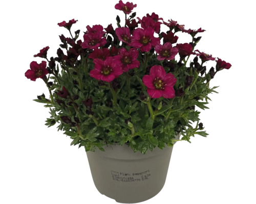 Blühende Saxifraga im Topf