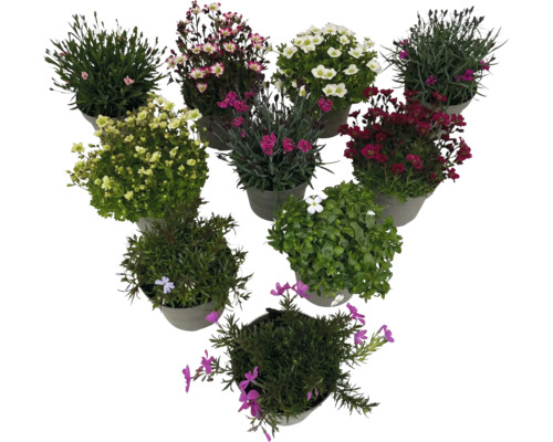 Blumen in Töpfen, verschiedene Sorten