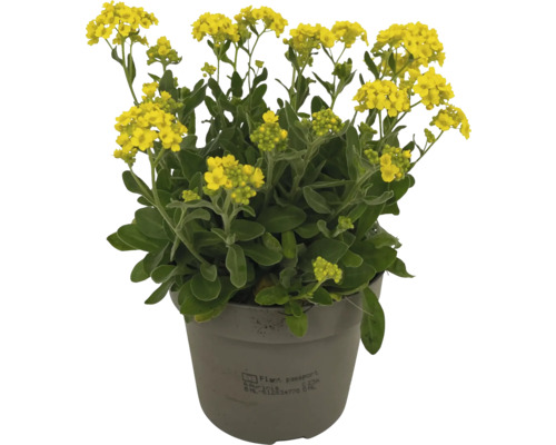 Steinkraut im Topf mit gelben Blüten