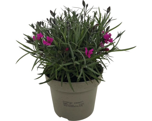 Topfnelke mit grünen Blättern und violetten Blüten im Topf