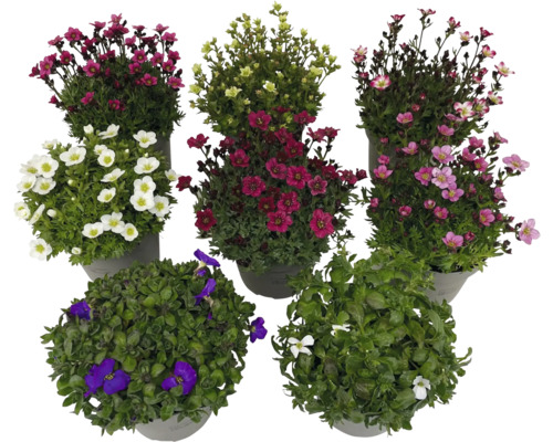 Verschiedene blühende Polsterstauden im Topf