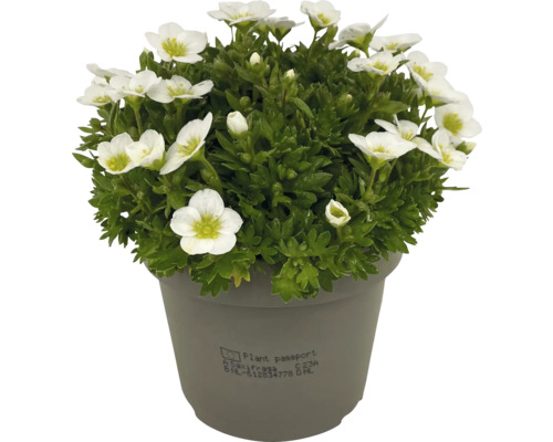 Blütenpolster Saxifraga im Topf
