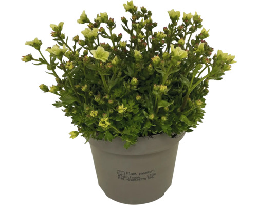 Saxifraga in einem Topf