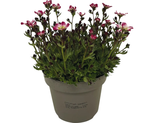 Saxifraga im Topf