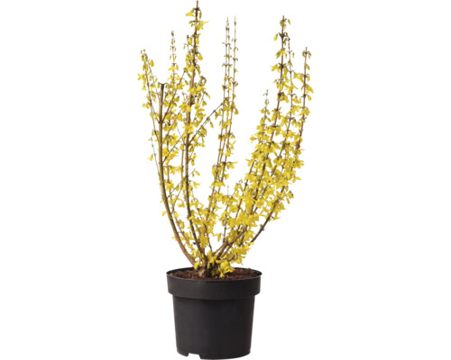 Forsythia en pot avec des fleurs jaunes.