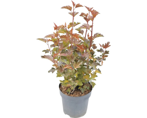 Physocarpe dans un pot.