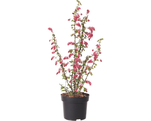 Groseillier sanguin en pot avec des fleurs rouges et des feuilles vertes