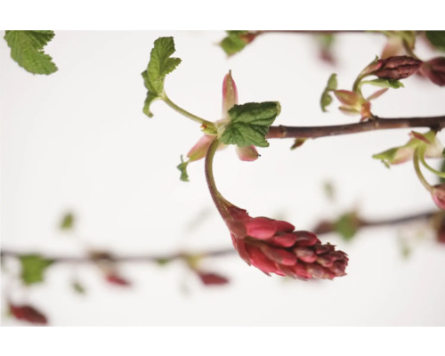 Arbuste d''ornement en fleurs avec des fleurs rouges et des feuilles vertes.
