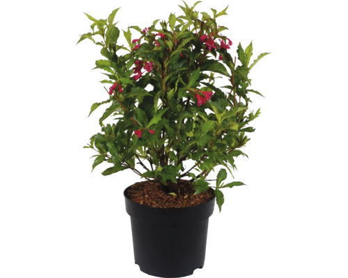 Weigelia fleurissant en pot