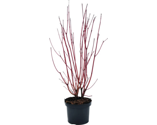 Cornouiller en pot avec des branches rouges