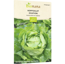 Bionana Kopfsalat Ovation Samenpackung