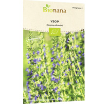 Ysop Saatgutpackung von Bionana