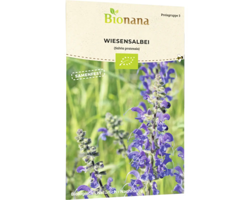 Salbei Blumensamen