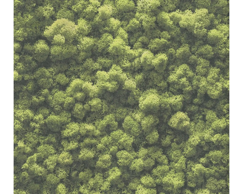 Vliestapete 39405-1 Pint Walls 2 Mooswand grün Nahaufnahme von Moos für Dekorationszwecke