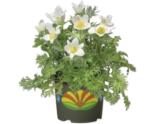 Topf mit Küchenschelle mit weißen Blüten und grünen Blättern