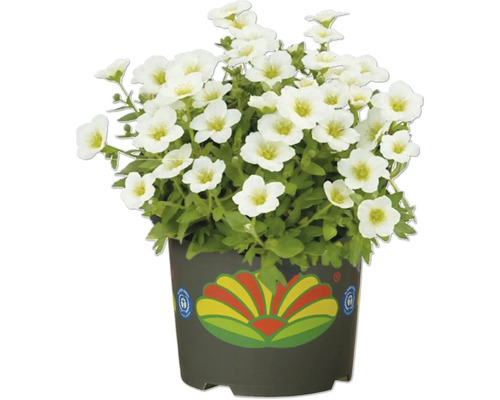 Schleierkraut im Topf mit weißen Blüten