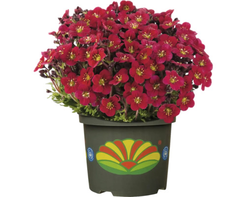 Blühende Steinbrechpflanze im Topf