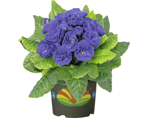 Topfprimel mit violetten Blüten und grünen Blättern in einem Topf