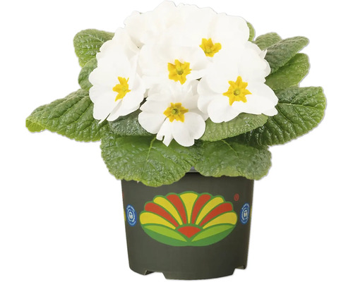 Weisse Primel im Topf mit dekorativem Muster