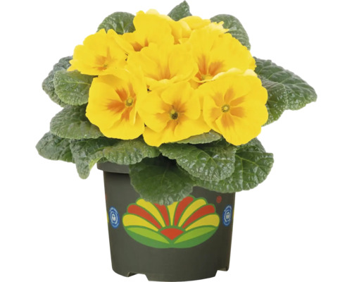 Gelbe Primel im Topf