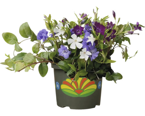 Immergrün im Topf mit blauen, weißen und violetten Blüten